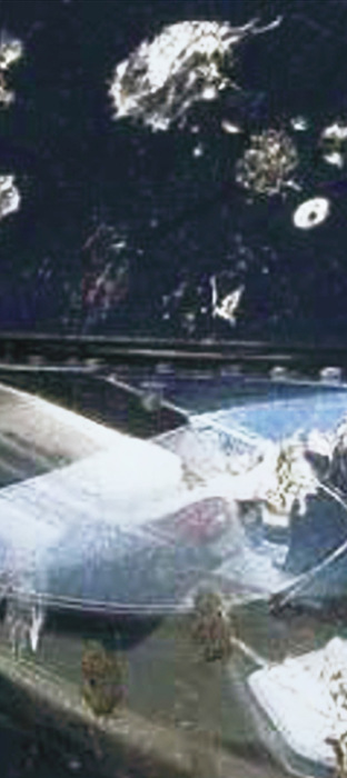 Getah pohon di mobil yang tidak di coating